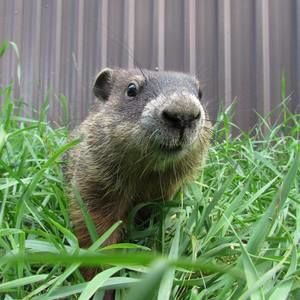 Meet your Posher, Anney